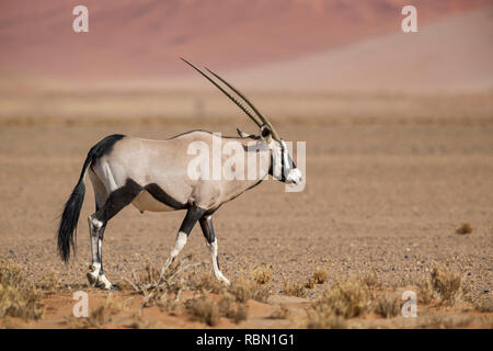 South African Oryx - Oryx gazella gazella, beautiful iconic antelope from Namib desert, Namibia. Stock Photo