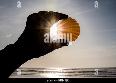 sun-flooded pilgrims mussel held in a hand with sun star coming through Stock Photo