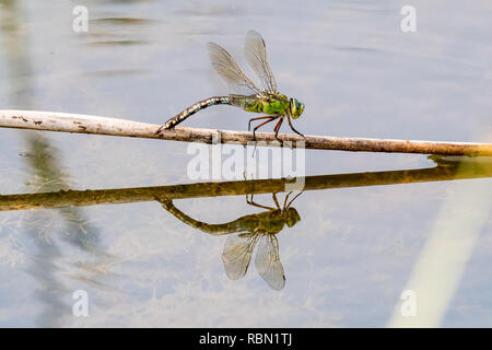 beautiful emperor dragonfly on lake surface Stock Photo