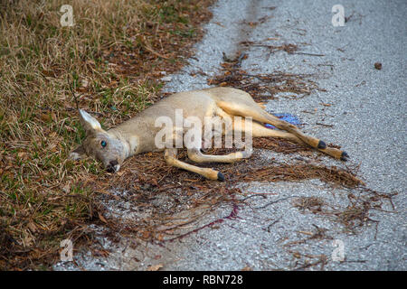 Dead deer (Capreolus capreolus) at the edge of the street Stock Photo