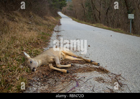 Dead deer (Capreolus capreolus) at the edge of the street Stock Photo