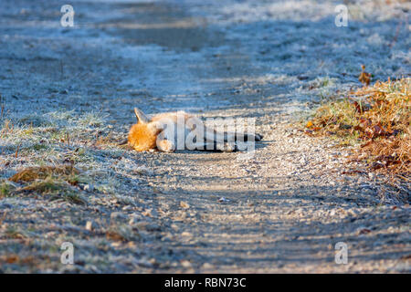 Dead red fox with rabies dead on the country road Stock Photo