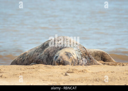 large seal sleeping in sunshine on a sandy beach Stock Photo