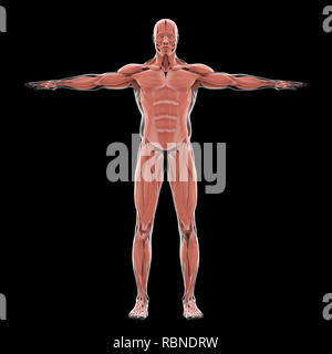 Human Muscular System Illustration Stock Photo