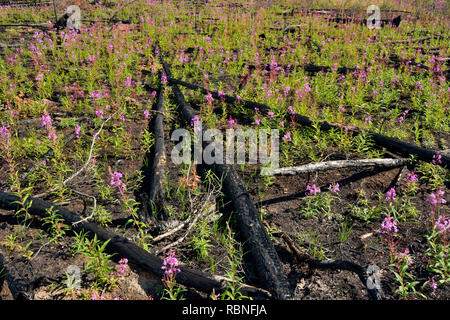 Late summer wildflowers blooming in a recent forest fire zone, Wood Buffalo National Park, Northwest Territories, Canada Stock Photo