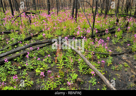 Blooming fireweed and blackened trees in a recent forest fire zone, Wood Buffalo National Park, Northwest Territories, Canada Stock Photo