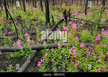 Blooming fireweed and blackened trees in a recent forest fire zone, Wood Buffalo National Park, Northwest Territories, Canada Stock Photo