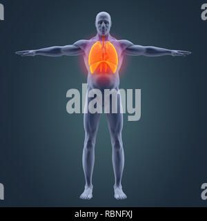 Human Respiratory System Illustration Stock Photo