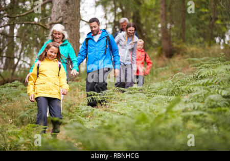 Multi generation family walking in line downhill on a trail in a forest during a camping holiday, Lake District, UK Stock Photo