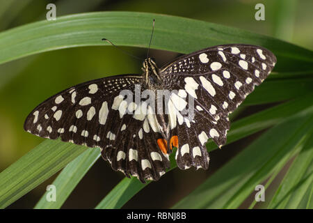 A lime/Lemon Butterfly or Lime/Chequered Swallowtail on a red flower (Papilio demoleus) in Abu Dhabi, UAE with a green plant background. Stock Photo