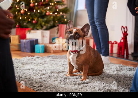 French Bulldog Sitting On Rug By Christmas Tree And Presents Stock Photo