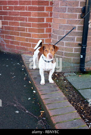 A Jack Russell Terrier standing on a row of bricks that make up part of a pavement on its own with its lead tied to a down pipe Stock Photo