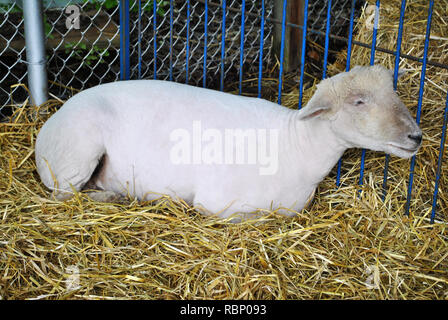 Small Shaved White Sheep Laying in a Hay Bed Stock Photo