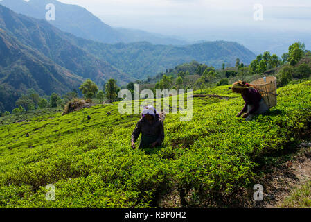 Tea pluckers are at work in Makaibari Tea Estates. Stock Photo