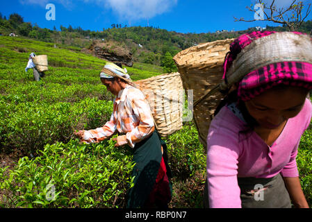 Tea pluckers are at work in Makaibari Tea Estates. Stock Photo