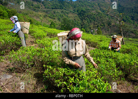 Tea pluckers are at work in Makaibari Tea Estates. Stock Photo