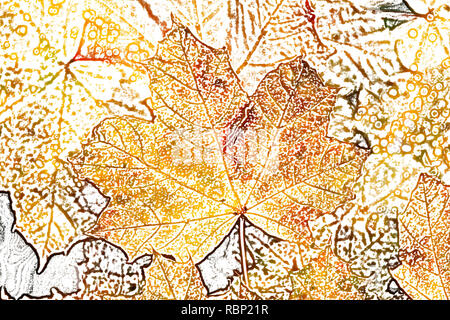 Maple leaf, colorful autumn leaves lying on the ground, Germany, Europe Stock Photo