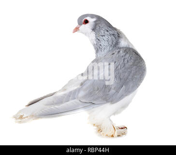 Lahore pigeon in front of white background Stock Photo