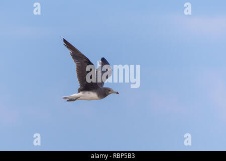 Sooty Gull standing on seashore (larus hemprichii) in Muscat, Oman. Stock Photo