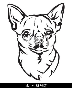 Decorative portrait of Dog Chihuahua, vector isolated illustration in black color on white background. Image for design and tattoo. Stock Vector