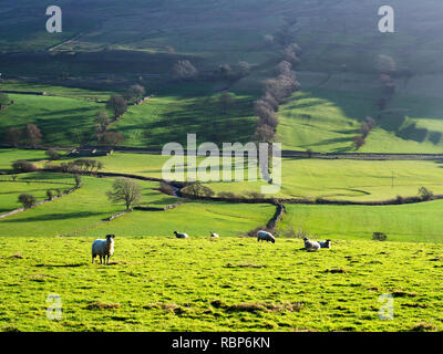 Sheep grazing in lush green farmland in winter in Bishopdale in the Yorkshire Dales England