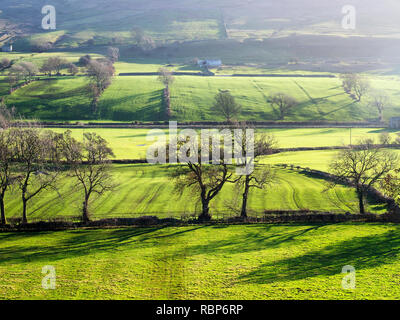 Lush green farmland in winter in Bishopdale in the Yorkshire Dales England Stock Photo
