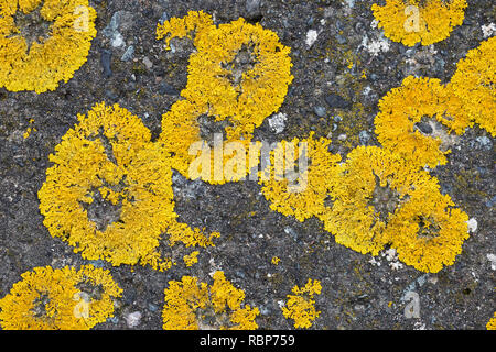 Xanthoria parietina (probably) lichen. Also known as common orange lichen, yellow scale, maritime sunburst lichen and shore lichen.  Trotternish, Skye Stock Photo
