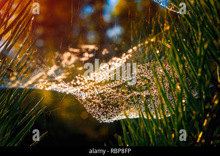 Blurred gold spider web with water drop on autumn morning background with sun light flare Stock Photo