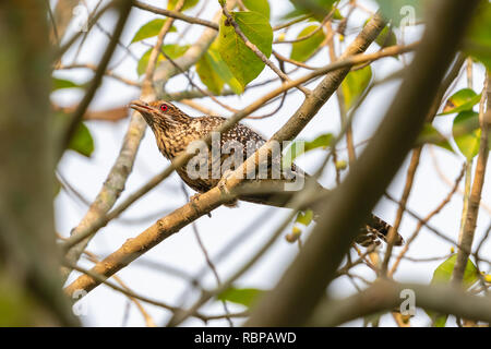 Female Asian Koel perching on Bo tree Stock Photo