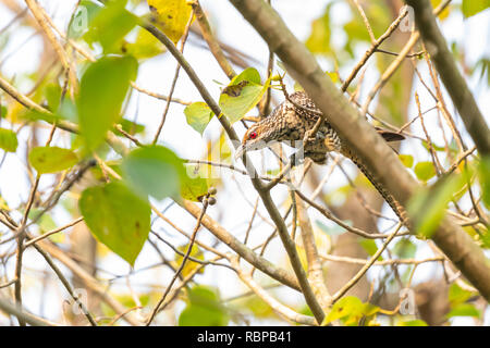 Female Asian Koel perching on Bo tree Stock Photo