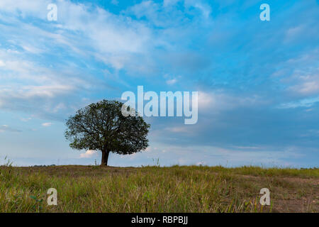 Single Aporosa villosa symbolic tree growing in the grassland of Tung Gamung, Chaiyaphum, Thailand Stock Photo