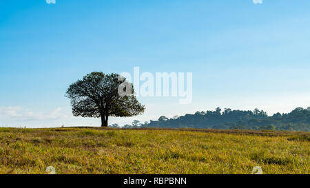 Single Aporosa villosa symbolic tree growing in the grassland of Tung Gamung, Chaiyaphum, Thailand Stock Photo