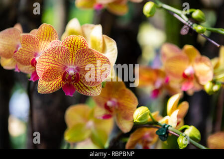 Vibrant Orange Striped Orchids at Botanic Gardens in Singapore Stock Photo