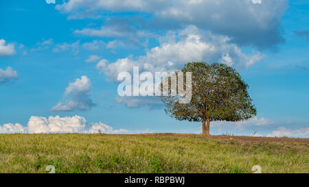 Single Aporosa villosa symbolic tree growing in the grassland of Tung Gamung, Chaiyaphum, Thailand Stock Photo