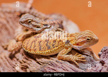 Bearded Dragon lying in the desert sand Stock Photo - Alamy