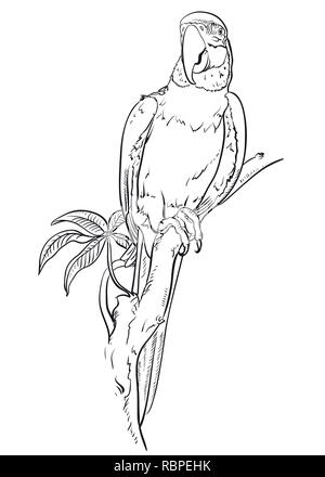 Parrot macaw sits on the branch. Coloring pages. Bird Stock Vector