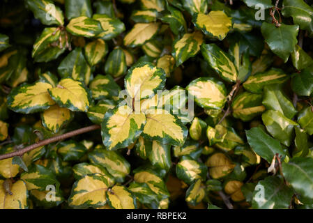 Elaeagnus pungens maculata variegated leaves Stock Photo