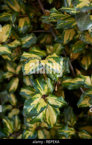 Elaeagnus pungens maculata variegated leaves Stock Photo
