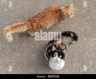 Two cats look up at a balcony looking for food. Stock Photo