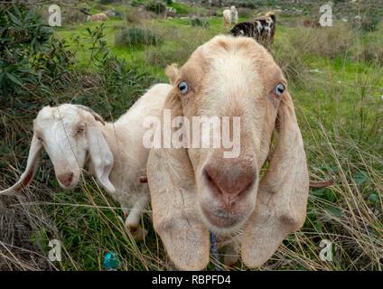 Inquisitive goats look at the camera in Paphos, Cyprus. Stock Photo