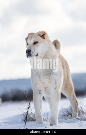 Central Asian Ovcharka 6 months old female in the snow Stock Photo