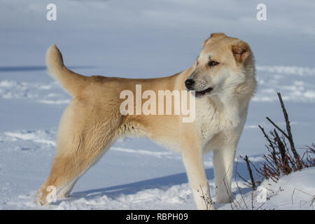 Central Asian Ovcharka 6 months old female in the snow Stock Photo