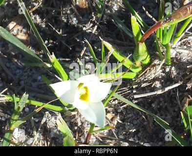 1 Romulea flava - Kenwyn Nature Park Cape Town 2. Stock Photo