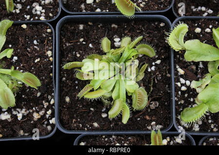 Baby Venus Fly Trap plants, Dionaea muscipula, growing in the sunny meadow. Stock Photo