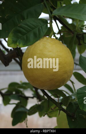 Ponderosa lemon (Citrus x pyriformis) fruit tree growing in the sunny meadow. Stock Photo