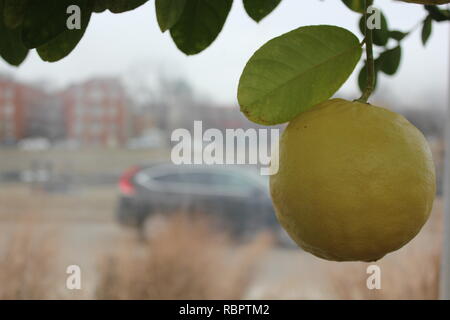 Ponderosa lemon (Citrus x pyriformis) fruit tree growing in the sunny meadow. Stock Photo