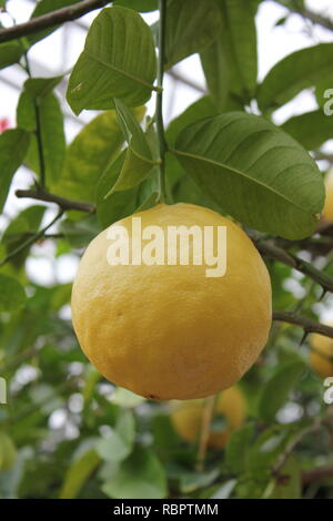 Ponderosa lemon (Citrus x pyriformis) fruit tree growing in the sunny meadow. Stock Photo