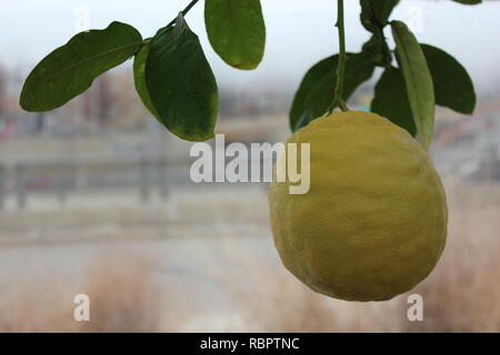 Ponderosa lemon (Citrus x pyriformis) fruit tree growing in the sunny meadow. Stock Photo