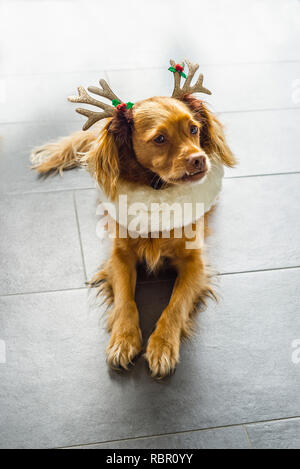 Spaniel-mixed-breed dog with antlers at Christmas lies on gray tiles Stock Photo