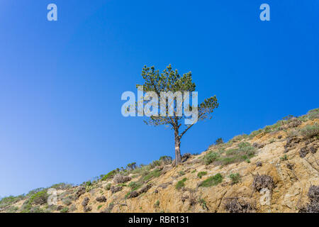 Young pine tree standing alone on a hill on a blue sky background, California Stock Photo